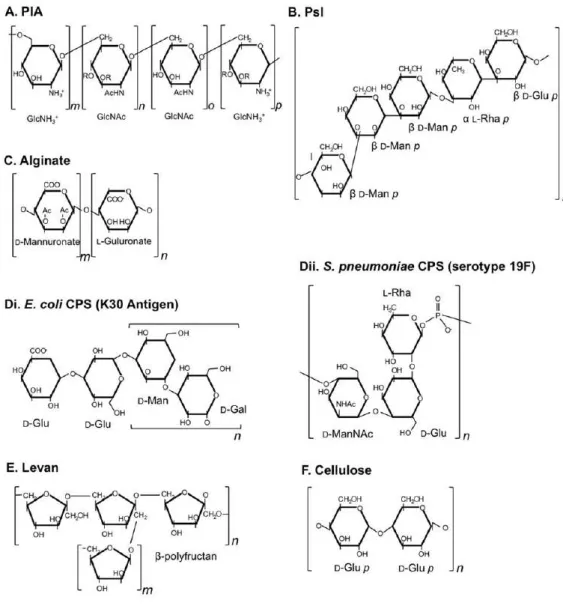 FIGURE  A-16.  Structure  chimique  des  polysaccharides  impliqués    dans  la  formation  des  biofilms