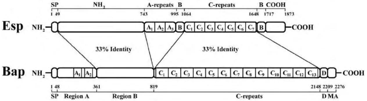 FIGURE  A-23.  Similitudes  structurales  entre  les  protéines  Bap  de  S.aureus  (V329)  et  Esp  d’E