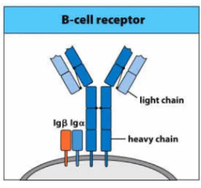 Figure I-2. B cell receptor structure. BCRs are composed of two identical light chains and two identical heavy chains