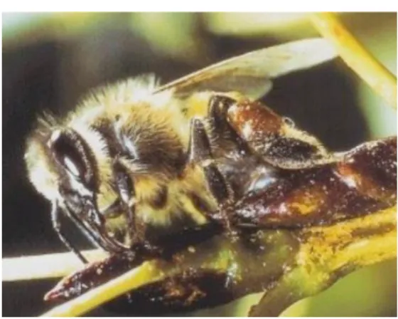 Fig 10 - Récolte de propolis par l’abeille 