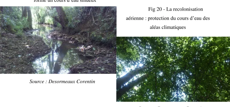 Fig 19 - La recolonisation racinaire des arbres                  forme un cours d’eau sinueux 