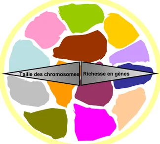 Figure 5. Territoires chromosomiques et agencement radial du noyau.   