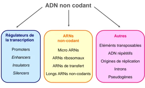 Figure 6. L’ADN non-codant.   