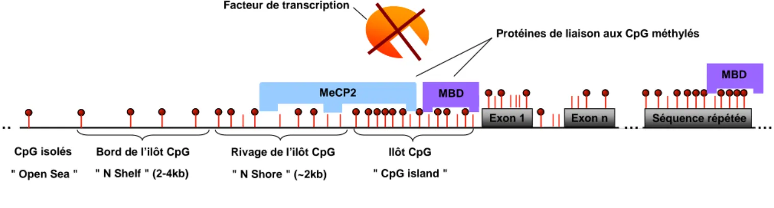 Figure 7. Répartition des CpG.   