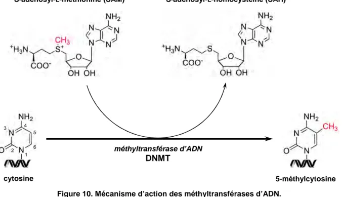Figure 10. Mécanisme d’action des méthyltransférases d’ADN. 