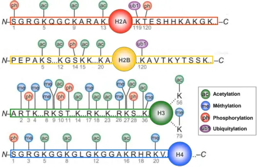 Figure 13. Modifications post-traductionnelles des histones. 