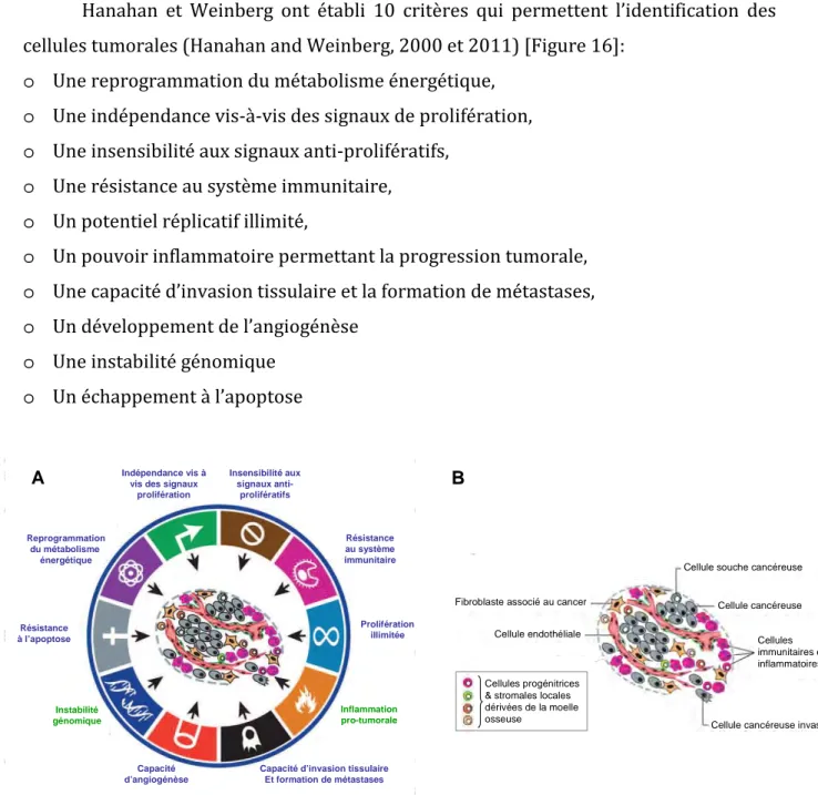 Figure 16. Caractéristiques des cellules cancéreuses et complexité d’une tumeur. 