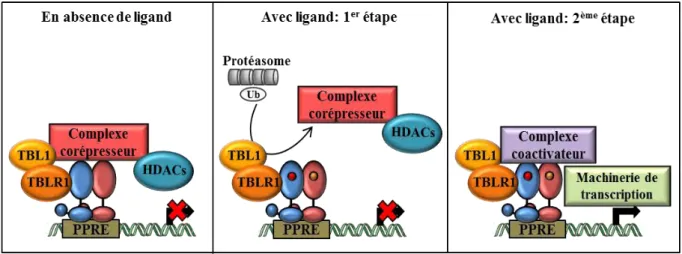 Figure 4 : Echange dépendant du ligand des complexes corépresseurs et coactivateurs, d’après (Feige et al., 2006) 