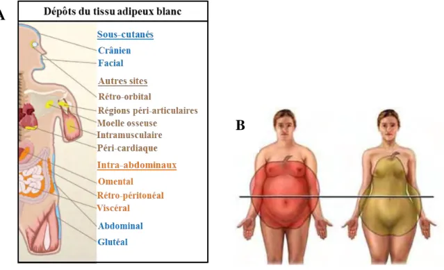 Figure 10 : Répartition du tissu adipeux chez l’Homme, d’après (Gesta et al., 2007)  
