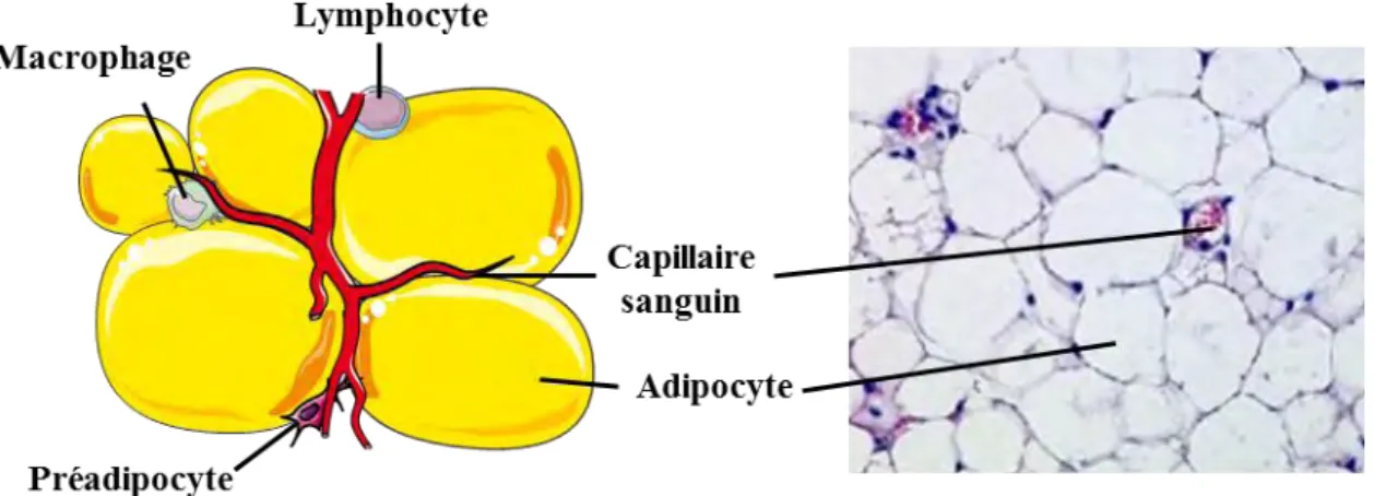 Figure 12 : La diversité cellulaire du tissu adipeux blanc 