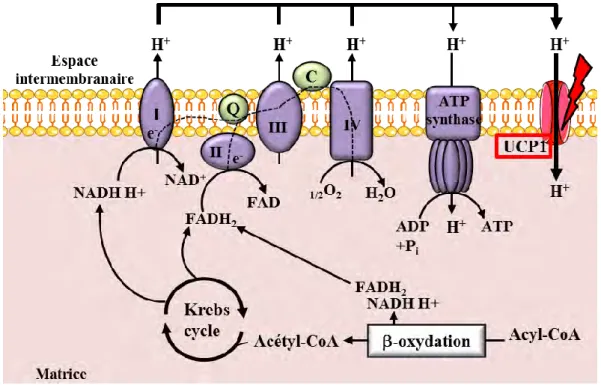 Figure 23 : Découplage de la chaîne respiratoire 