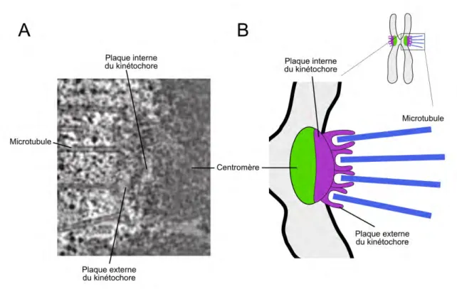 Figure 1.4: Structure d’un kinétochore. A. Vue d’un kinétochore humain de côté par microscopie électronique (McEwen et al