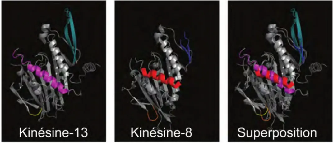 Figure 1.7: Vue en trois dimensions de la kinésine-13 (MCAK) et de la kinésine-8 (Kif18a) chez l’humain