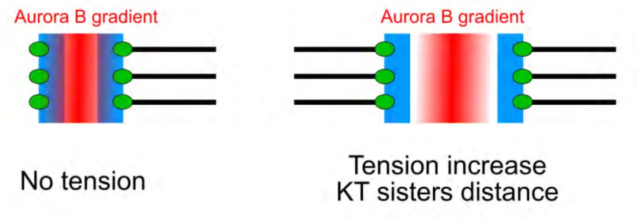 Figure 1.12: Le mécanisme de déstabilisation de l’attachement KT-MT. Quand les deux kinétochores frères sont éloignés (schéma de droite), le gradient d’Aurora B ne peut pas atteindre les protéines du kinétochore (en vert) et donc déstabiliser l’attachement KT-MT.