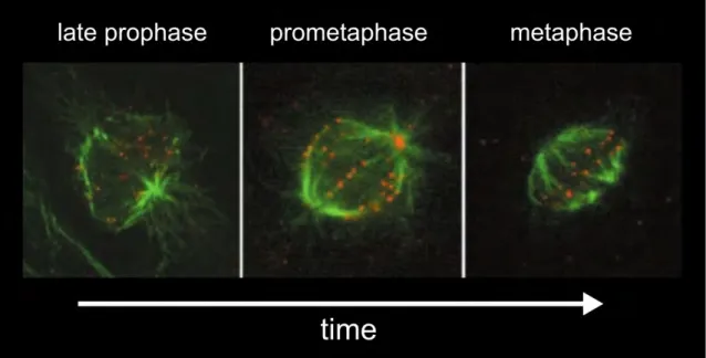 Figure 1.14: Cellule humaine (RPE1) en début de mitose. Les kinétochores (en rouge) sont alignés à la fin du processus durant la métaphase