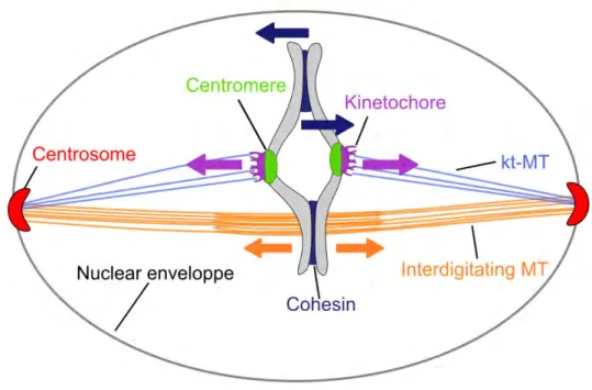 Figure 1.16: Schéma d’un fuseau mitotique en métaphase (mitose fermé). Les forces appliquées au niveau des kinétochores (flèches mauves) sont contrebalancés par la cohésine (flèches bleues)