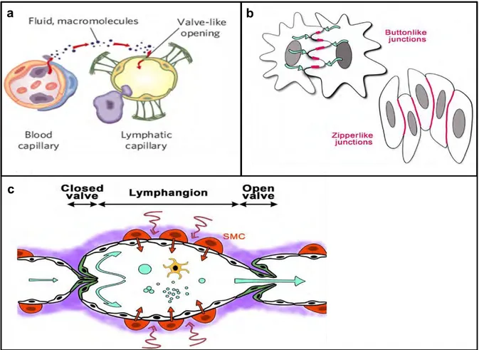 Fig3 : Structure des vaisseaux lymphatiques 