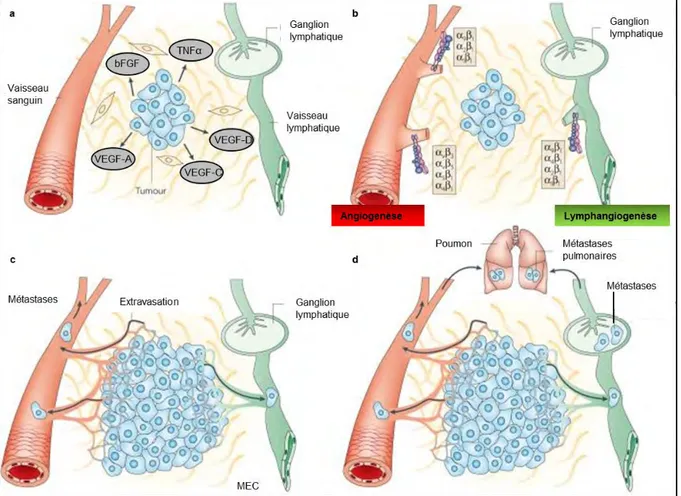 Fig6 : La vascularisation sanguine et lymphatique : deux voies privilégiées de dissémination métastatique  