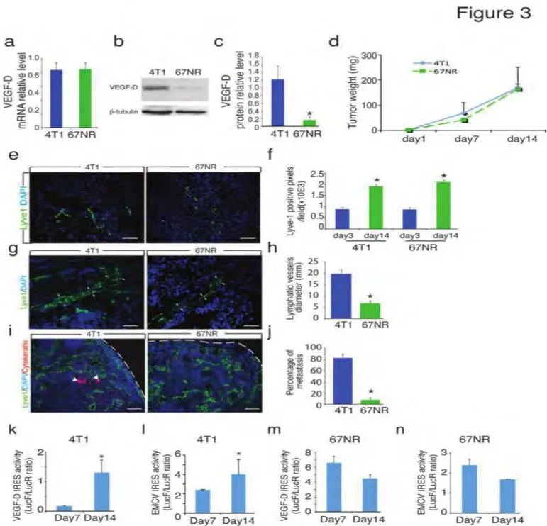 Figure 3: Tumor post-transcriptional induction of VEGF-D promotes lymphatic vessel dilatation 