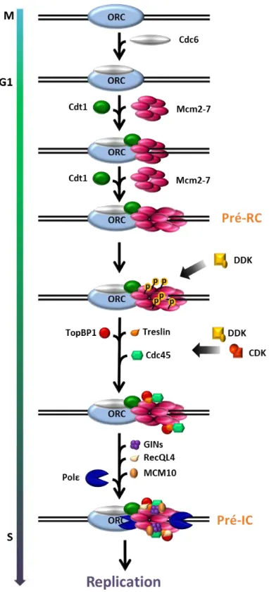 Figure 1 : Mise en place des origines de réplication. Adaptation de (Fragkos et al., 2015)