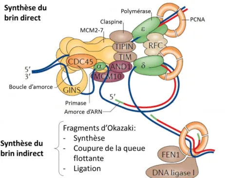 Figure 2 : Réplisome eucaryote. Tiré de (Alabert and Groth, 2012) 