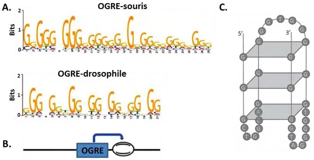 Figure 3 : Les OGRE, séquences caractéristiques associées aux origines de réplication