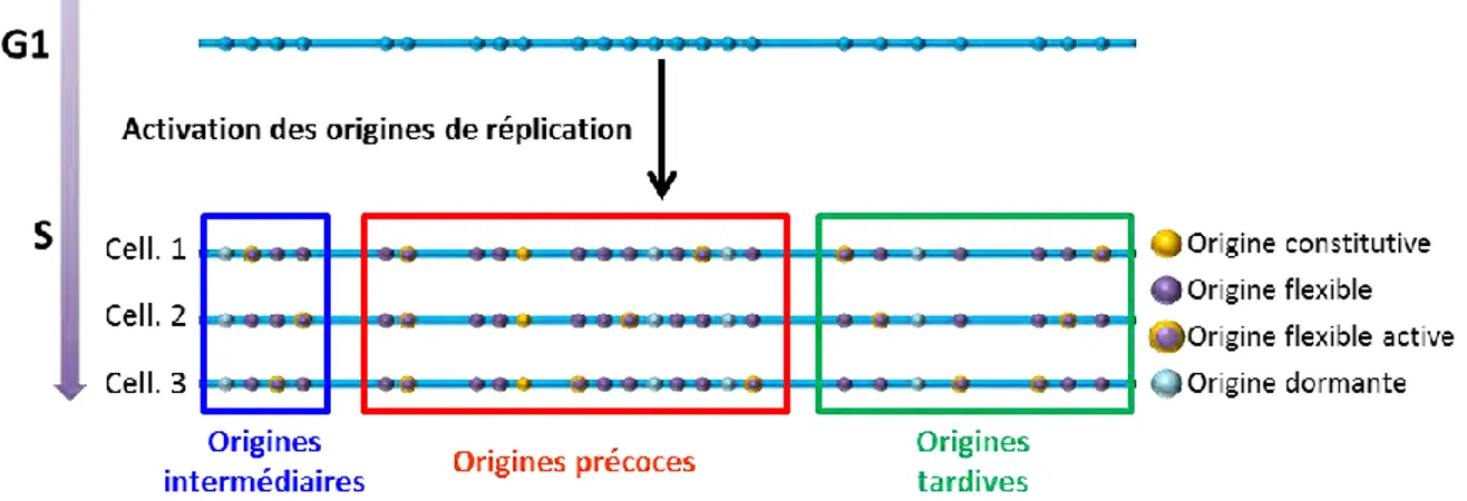 Figure 5 : Régulation temporelle des origines de réplication. Les origines de réplication ne sont pas  toutes activées en même temps au cours de la phase S