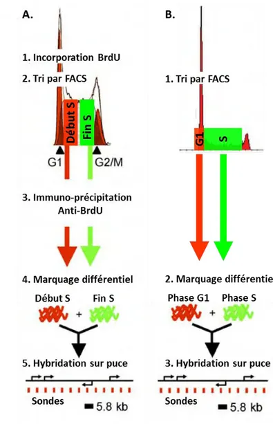 Figure 7 : Méthodes d’étude du timing de réplication sur génome entier. (A) Après incorporation  BrdU, les cellules de début et fin de phase S sont récoltées