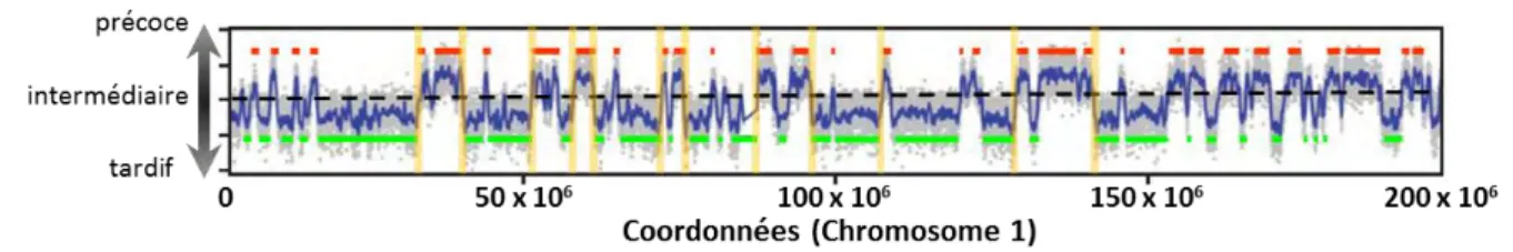 Figure 8 : Profil de timing de réplication. Adapté de (Ryba et al., 2011). Le profil de timing de réplication  donne pour chaque coordonnée du chromosome (ici chromosome 1) indiquée en abscisse, le timing de  réplication, en ordonnée