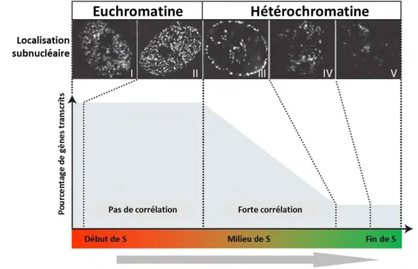 Figure 10 : Lien entre transcription et réplication timing. A partir du milieu de la phase S, il existe une  corrélation entre transcription et timing de réplication, l’activité transcriptionnelle diminuant au fur et à 