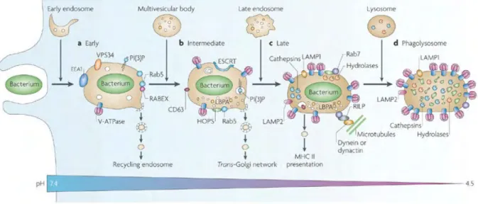 Figure  6.  Stages  of  phagosomal  maturation.  After  pathogen  uptake,  different  stages  of  maturation  are  recognized  as  (a) 