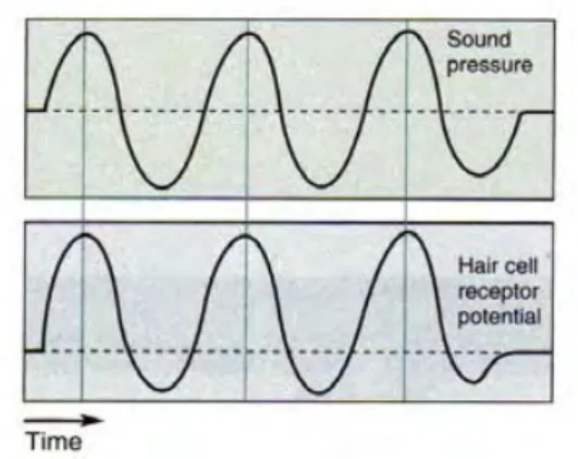 Figure 8. Sound is an oscillatory stimulus (top). The potentials recorded in the cochlea can “follow” this rhythm up to 4 kHz  (bottom)