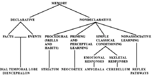 Figure  18.  Taxonomie  des  systèmes  de  mémoire  à  long-terme  et  des  substrats  neuroanatomiques  correspondants chez les mammifères (Squire, 2004)
