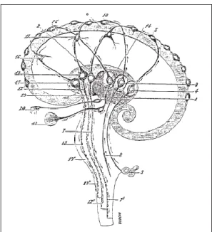 Figure 32. Schéma par Jules-Bernard Luys dans Le cerveau et ses fonctions (1876) illustrant les rôles moteur du  striatum  (2)  et  sensitif  de  la  couche  optique  (1),  ainsi  que  les  connexions  entre  les  impressions  acoustiques,  sensitives et o