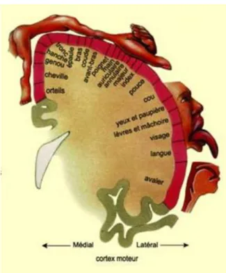 Figure 2 : Homoncule moteur. Représentation de l’organisation de la commande motrice des muscles  du corps humain à la surface du cerveau