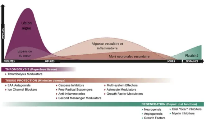 Figure  7 :  Schéma  montrant  l’évolution  des  différents  mécanismes  impactant  la  lésion  et  la  récupération  après  un  AVC