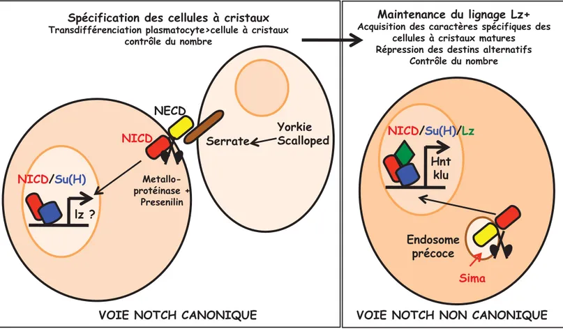 Figure 11 : Représentation schématique du rôle de la voie de signalisation Notch au cours de  l’hématopoïèse larvaire