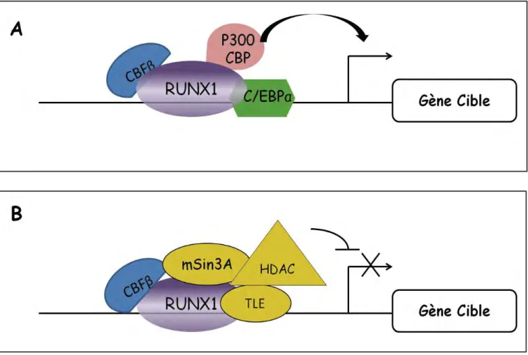 Figure 15 : Représentation schématique du mécanisme de régulation de la transcription par  RUNX1