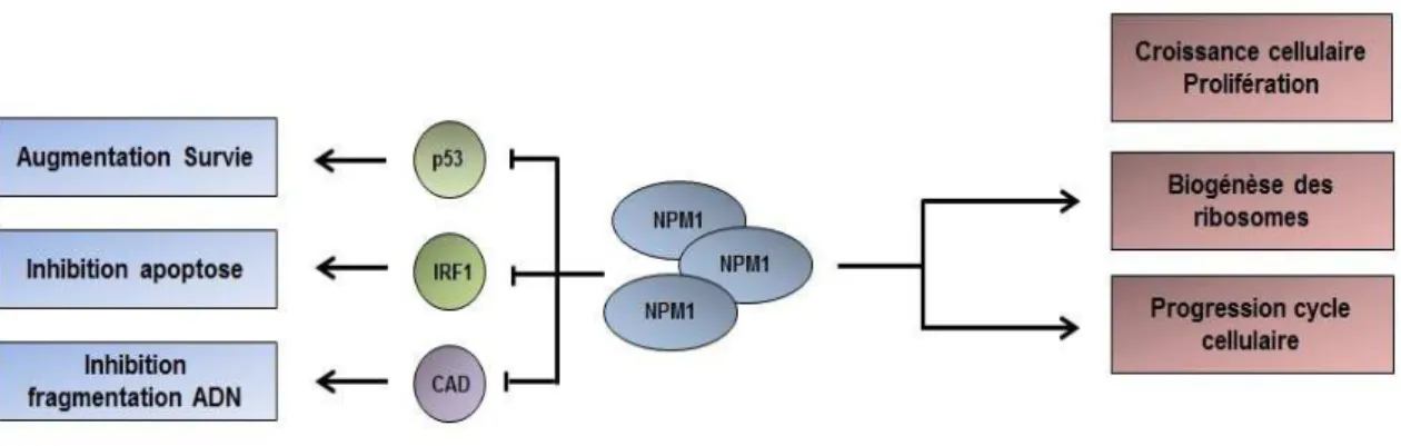 Figure  14  :  Résumé  schématique  des  conséquences  de  la  surexpression  de  NPM1  dans  les  cancers