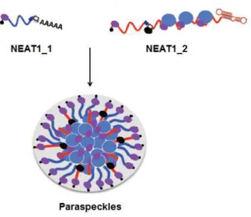 Figure  23  :  Formation  des  paraspeckles  nucléaires  à  partir  des  deux  isoformes  de  NEAT1,  NEAT1-1 et NEAT1_2 s'associant à différentes protéines (Adapté de Naganuma and Hirose, 2013)