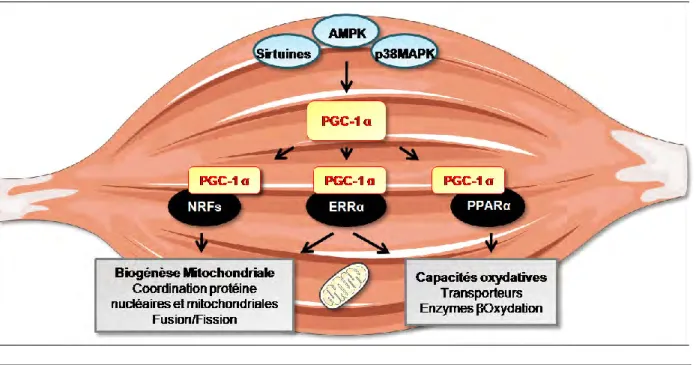 Figure 11 : Cascade de régulation de PGC-1 α dans le muscle squelettique. 