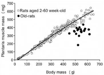 Figure  18 :  corrélation  entre  les  masses  musculaire et corporelle au cours de l’âge.[165] 