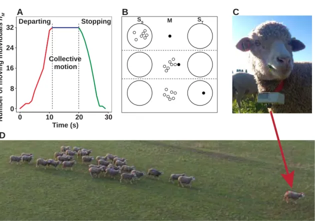 Figure 3.1 – Experimental collective observations. (A) The number of mo-