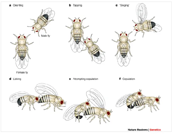 Figure  3:  &#34;Sequence  of  courtship  behaviours  shown  by  Drosophila  melanogaster  males  towards  females