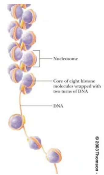 Figure 1 : Schéma de la chromatine. L’ADN s’enroule autour d’octamères de protéines histones, pour  former la chromatine
