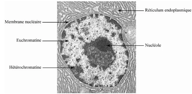 Figure  11 :  Hétérochromatine.  Dans  un  noyau  en  interphase  vu  en  microscopie  électronique,  on  distingue l’euchromatine (claire, décondensée, active transcriptionnellement) de l’hétérochromatine  (sombre, condensée, inactive transcriptionnelleme