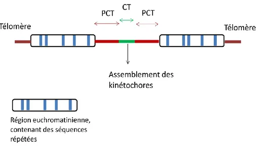 Figure  13 :  Schéma  d’un  chromosome  de  mammifère  (ici  métacentrique,  avec  le  centromère  au  centre du chromosome)