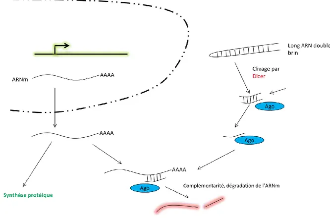 Figure 22 : Principe simplifié de l’ARN interférence. La prise en charge d’un long ARN double brin par  l‘enzyme Dicer mène à la génération d’un petit  ARN double brin