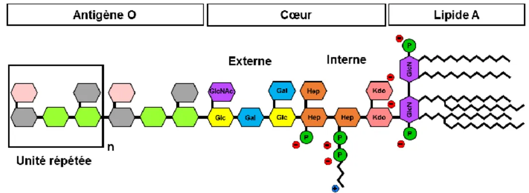 Figure 15. Structure générale du lipopolysaccharide (LPS) d’Escherichia coli constituant le feuillet  externe de la membrane externe