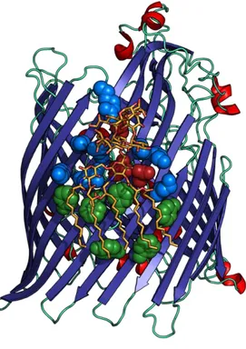 Figure 18. Structure de FhuA d’Escherichia coli avec une molécule de LPS, en orange (PDB ID :  1QFG) (Ferguson et al